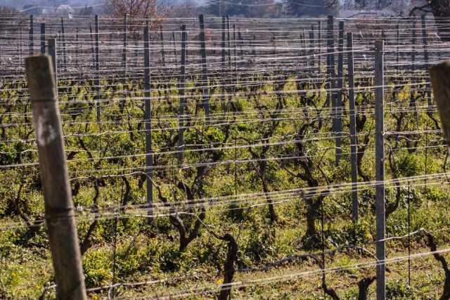 Vino: in Puglia c'� anche quello "barese", ma � meno conosciuto e diffuso. Ecco perch�